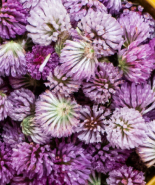 Red Clover