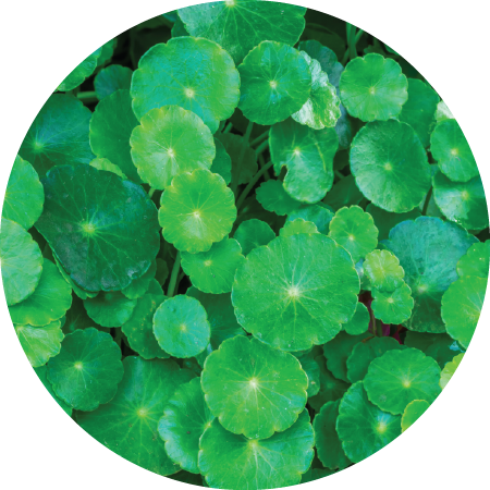Gotu Kola Extract