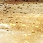 Gold/Cream Base