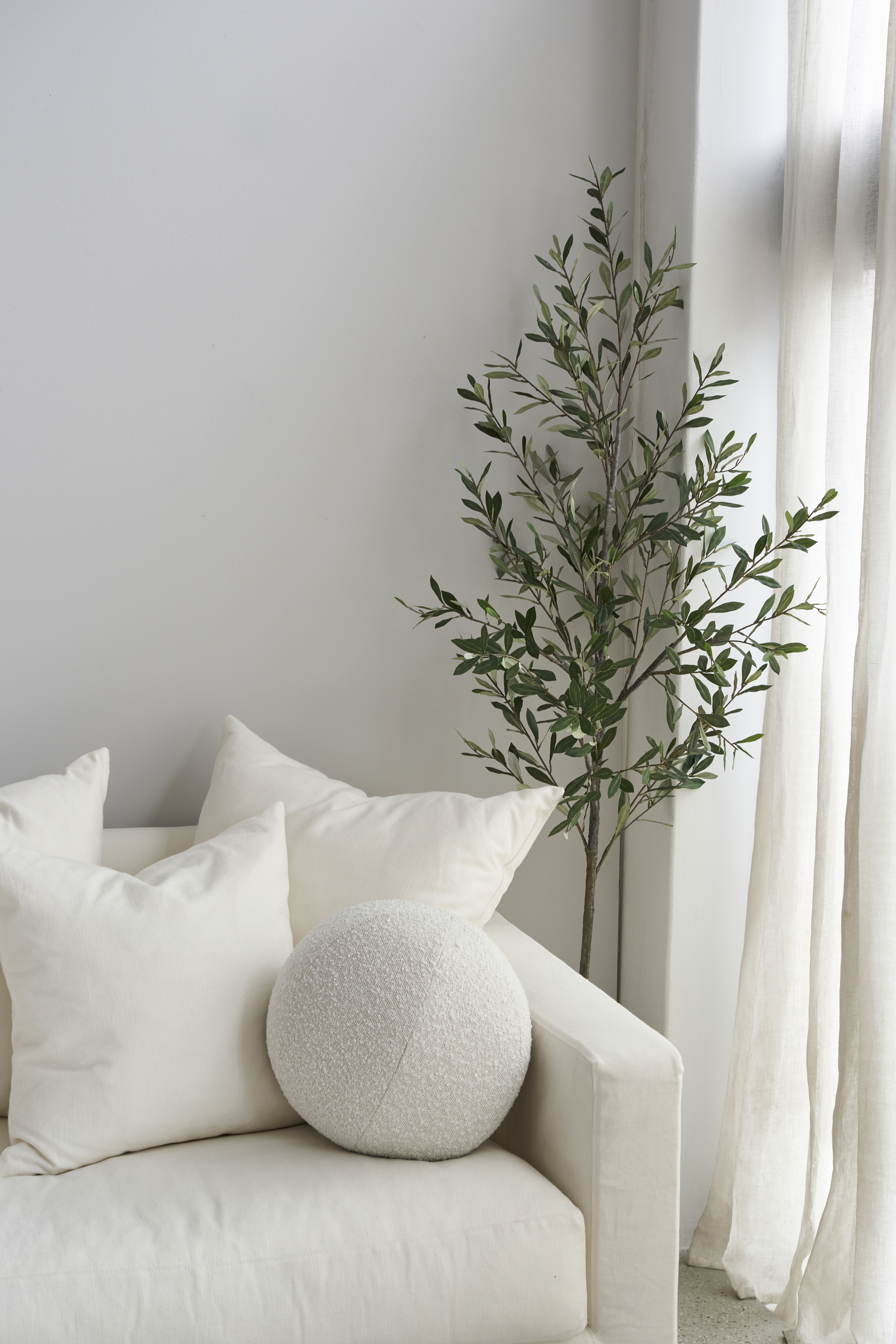 Olive Tree