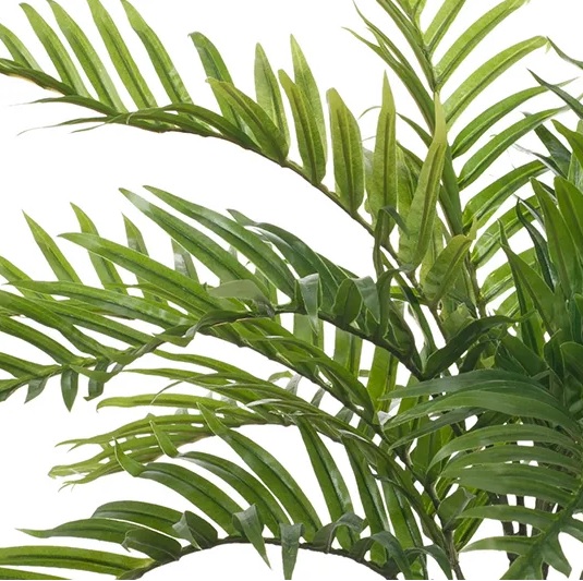 Palm Areca Plant