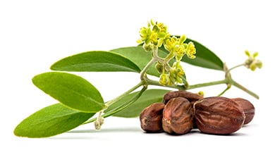 Organic Jojoba Oil