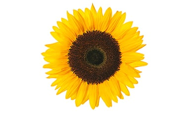 Organic Sunflower Oil