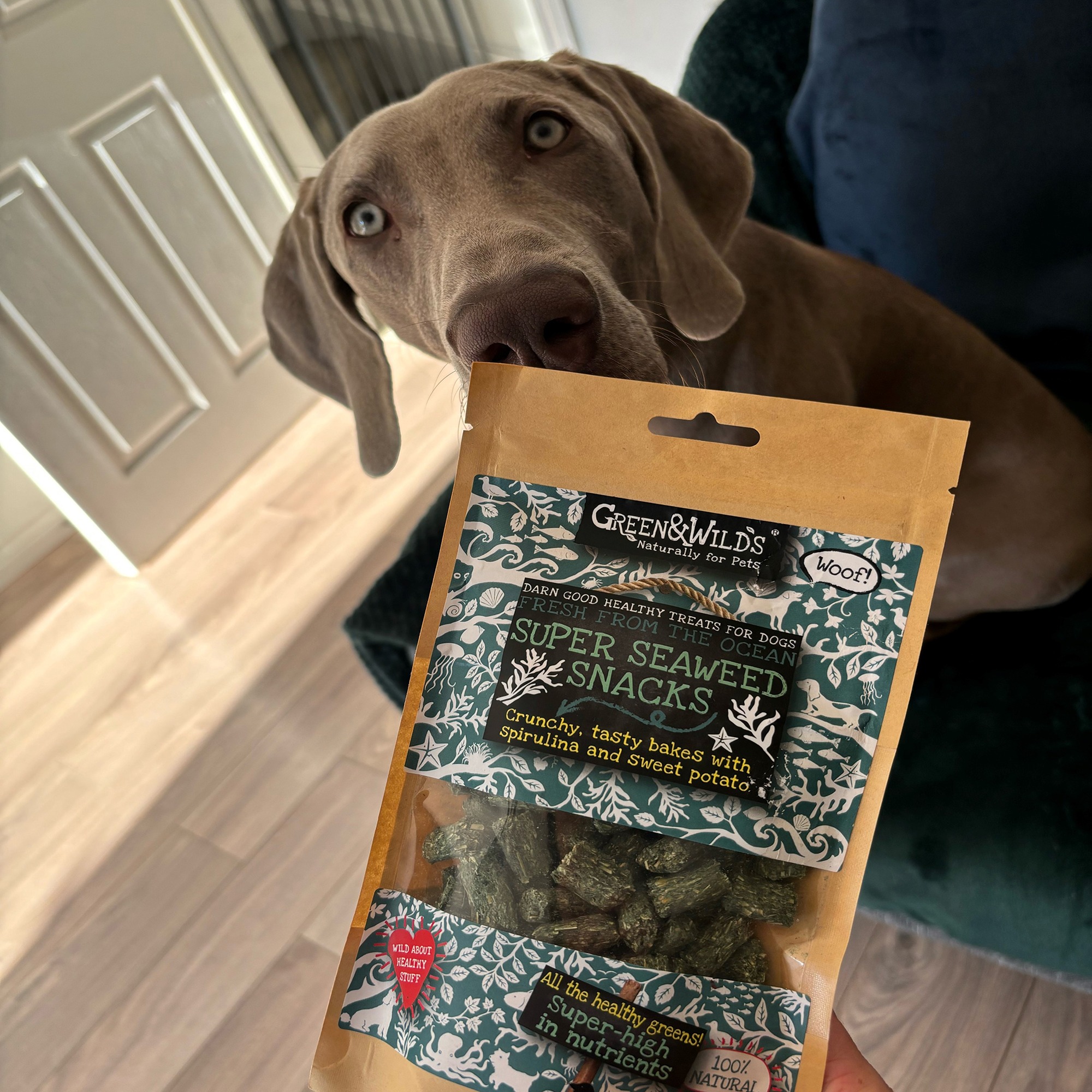 are seaweed snacks good for dogs