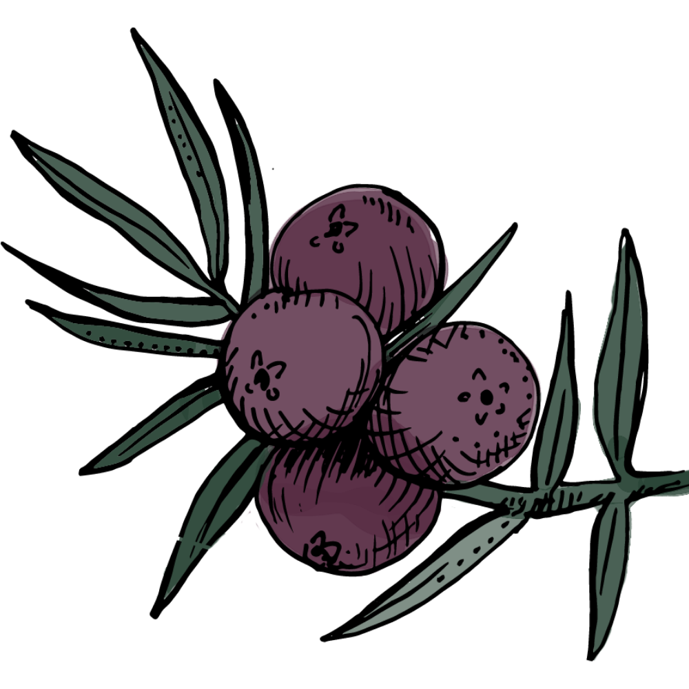 Juniper illustration