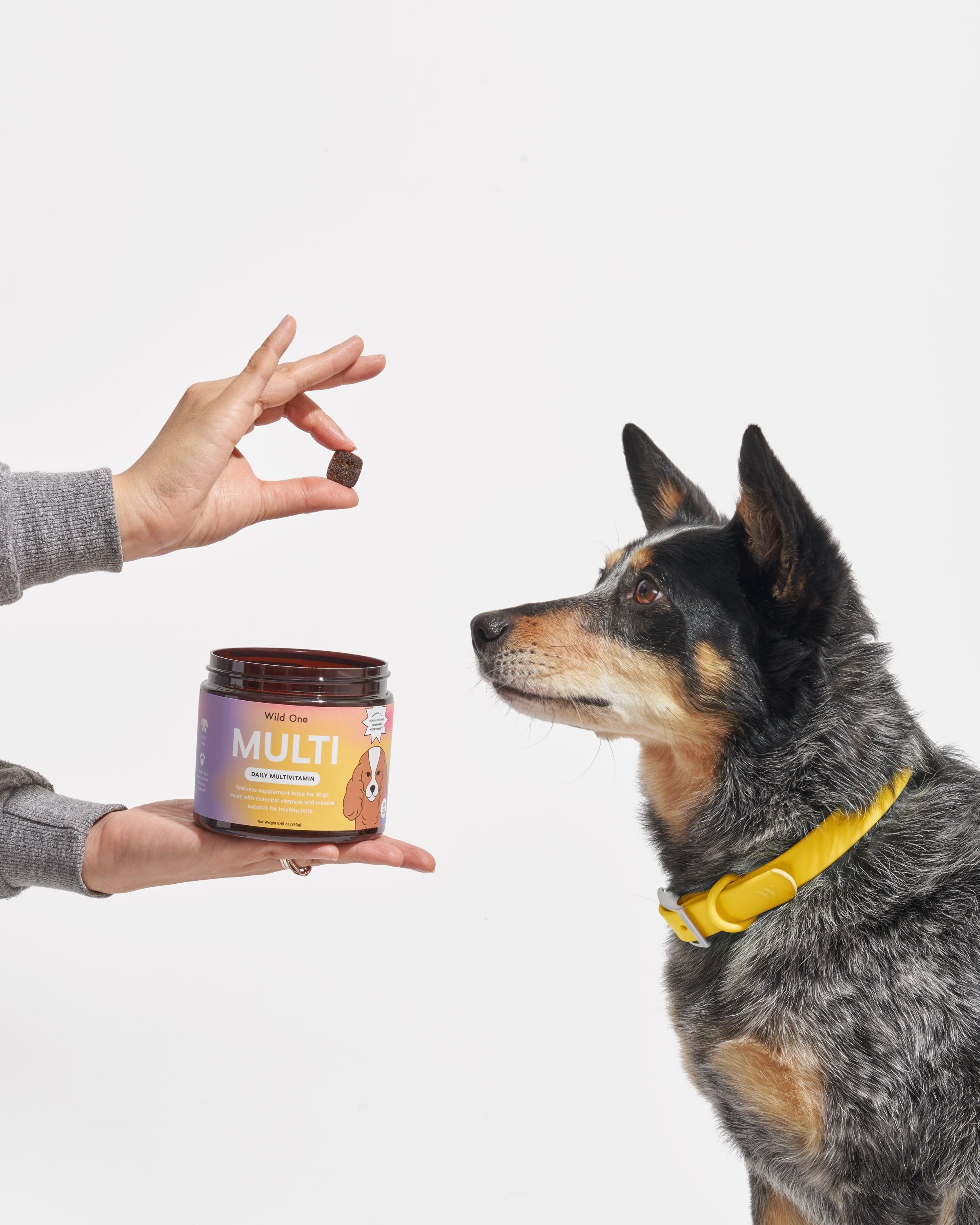 should dogs take a multivitamin