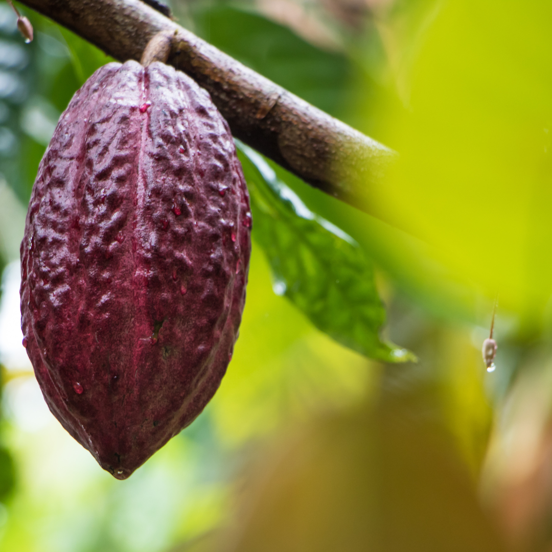 Cacao Seed Extract