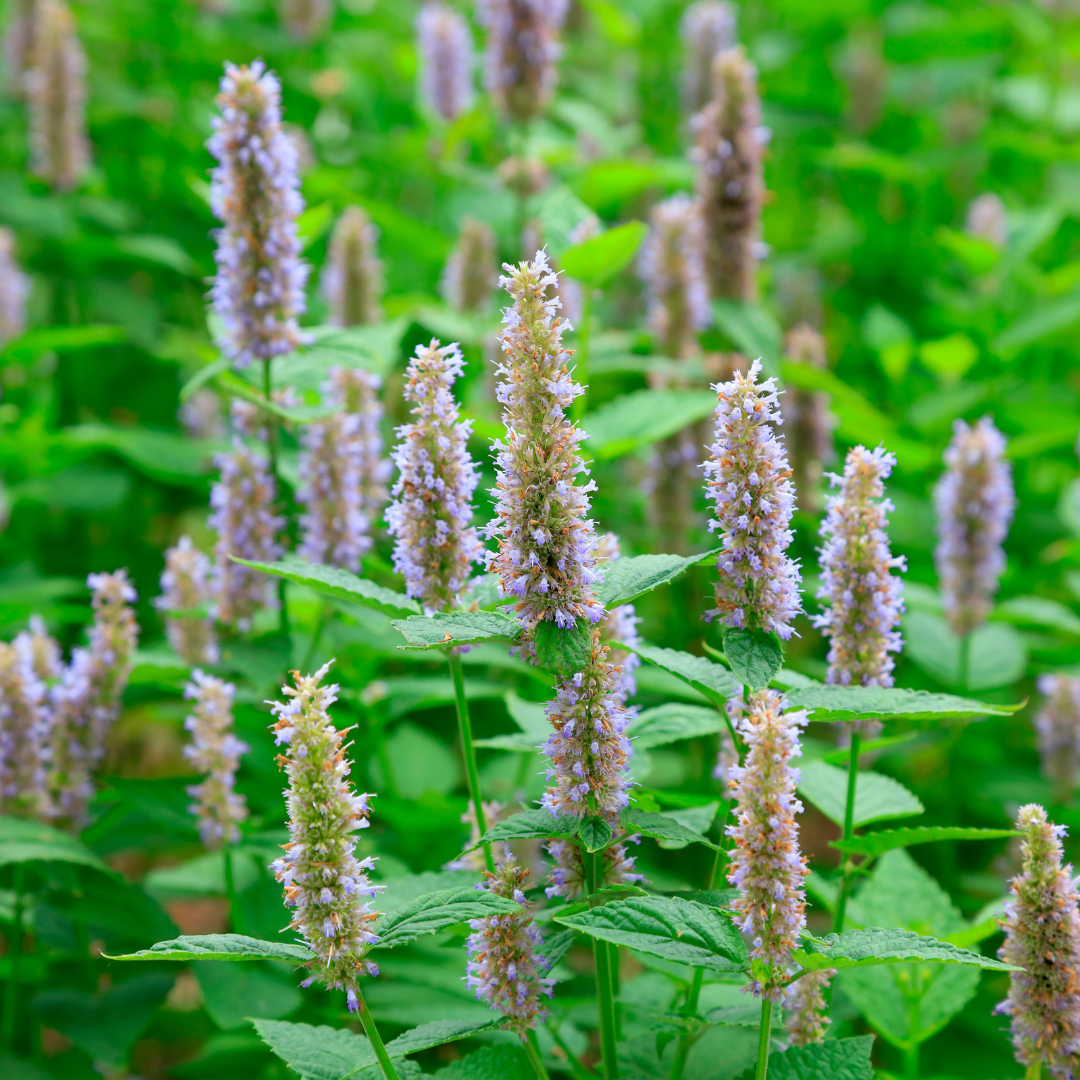 Patchouli Oil