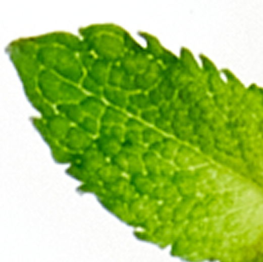 +wild mint