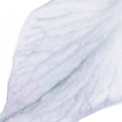+passionflower