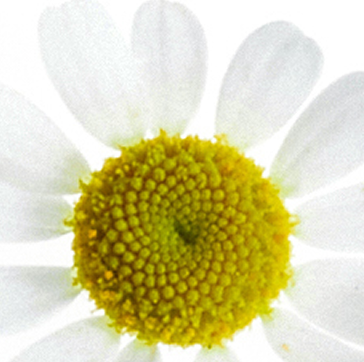 chamomile aroma