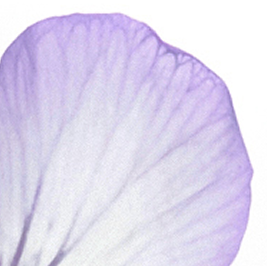 +lemon balm
