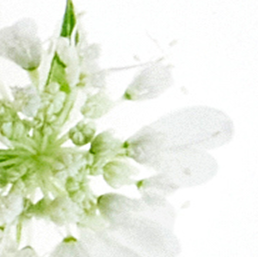 +elderflower