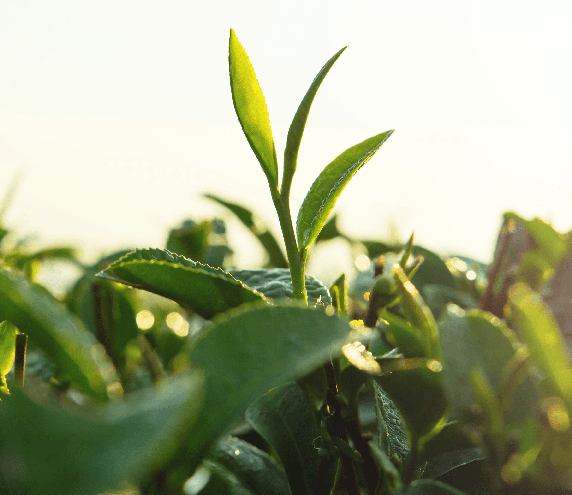 Matcha leaves growing in a field.