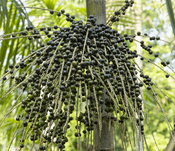 Acai berries growing on a tree in an Amazonian rainforest.