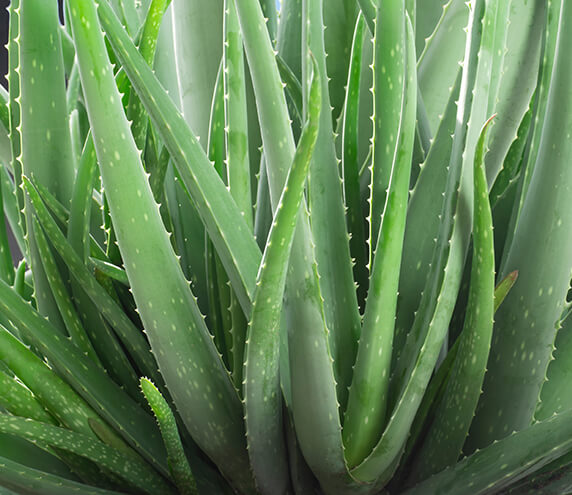 An aloe vera plant