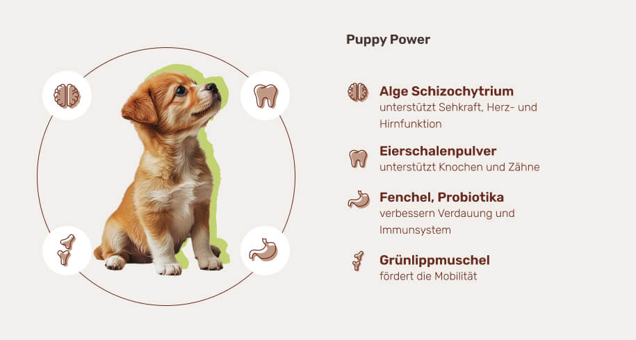 So funktioniert es