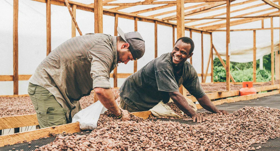 Farmers drying cacao beans