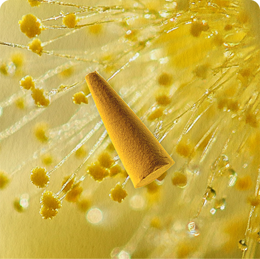 Mimosa