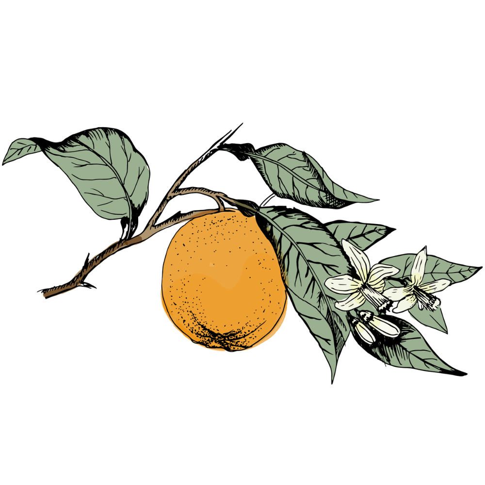 Sweet Orange illustration