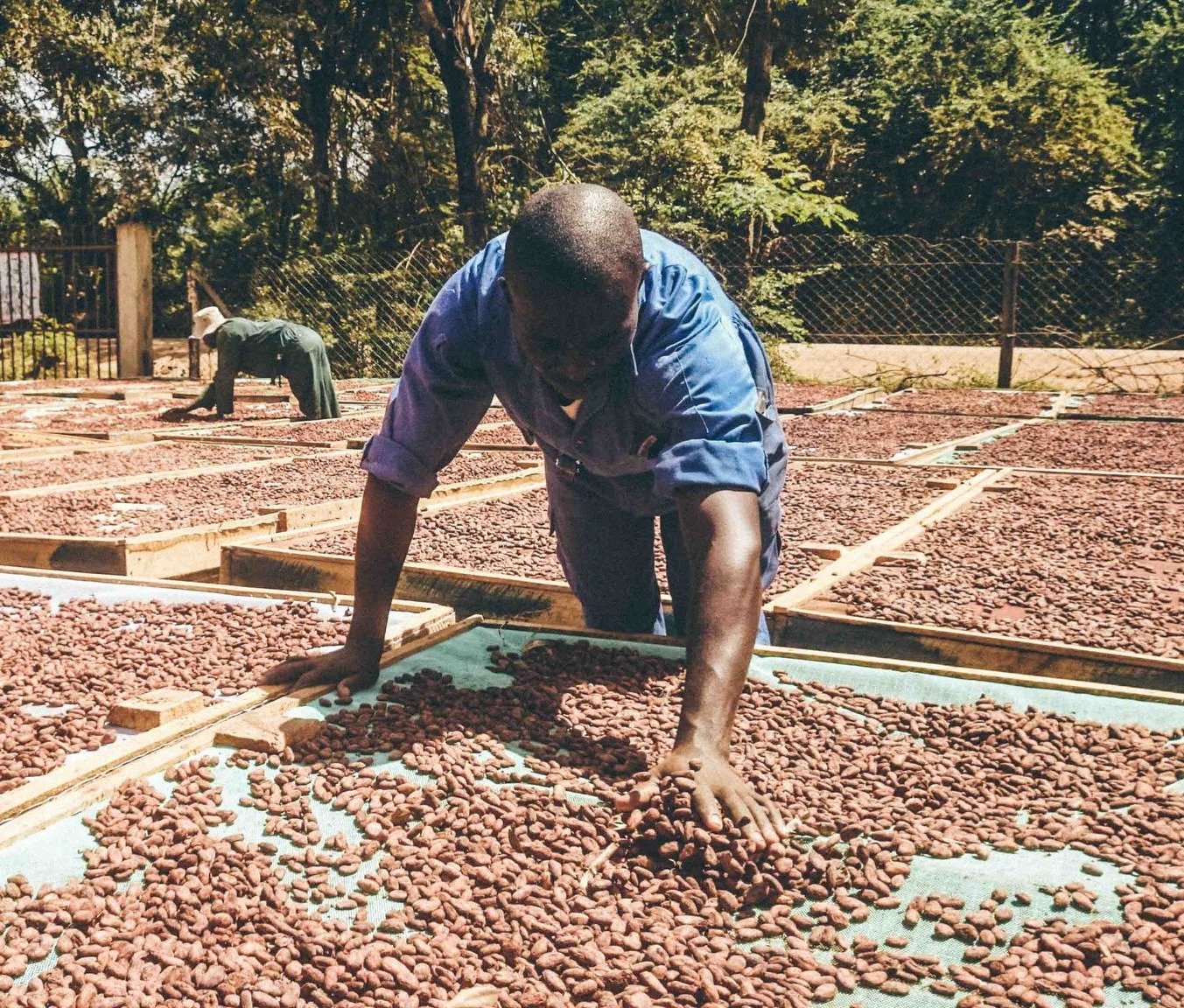 Farmer in Tanzania drying beans