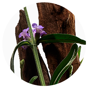 Exfoliating Body Wash Neroli & Patchouli - Sugar Scrub with Plant-Derived AHAs