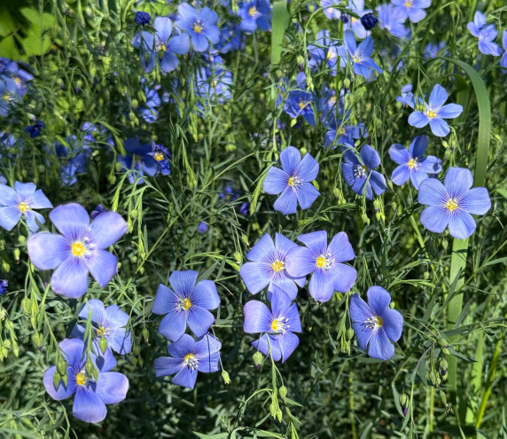A field of small purple flowers.