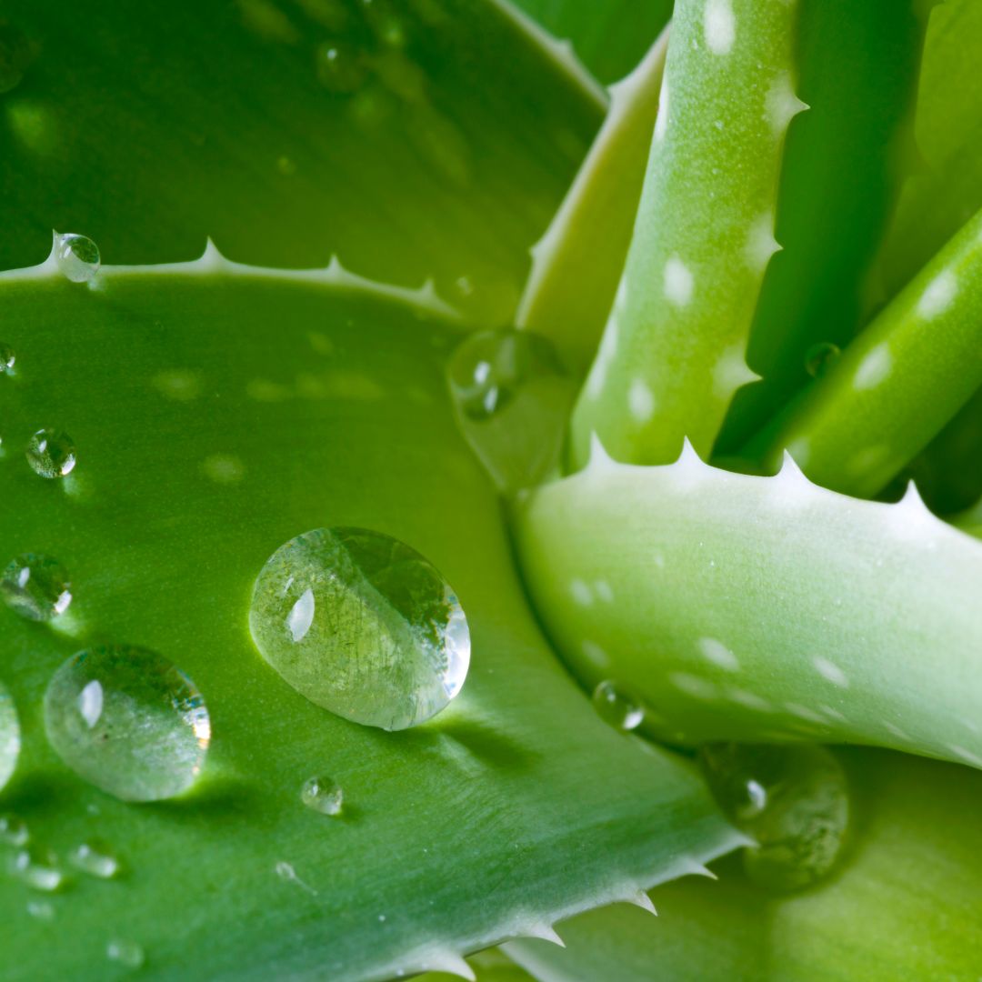 Aloe