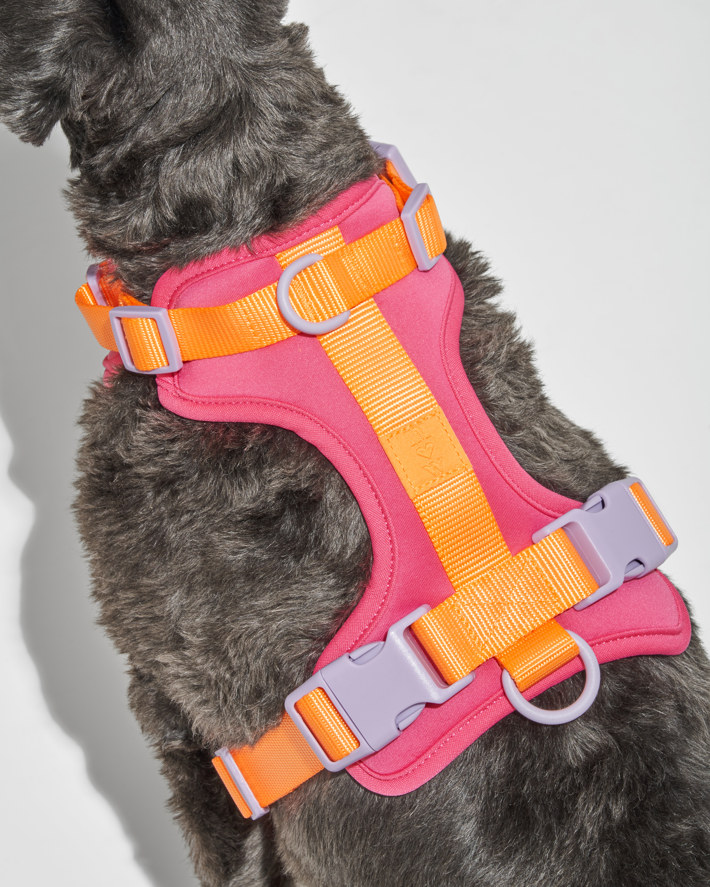 Isaac Mizrahi | Wild One Dog Harness | Comfortable, Lightweight, Stretchy, & Cushioned with Adjustable Neck + Chest | Multiple Leash Attachment Points