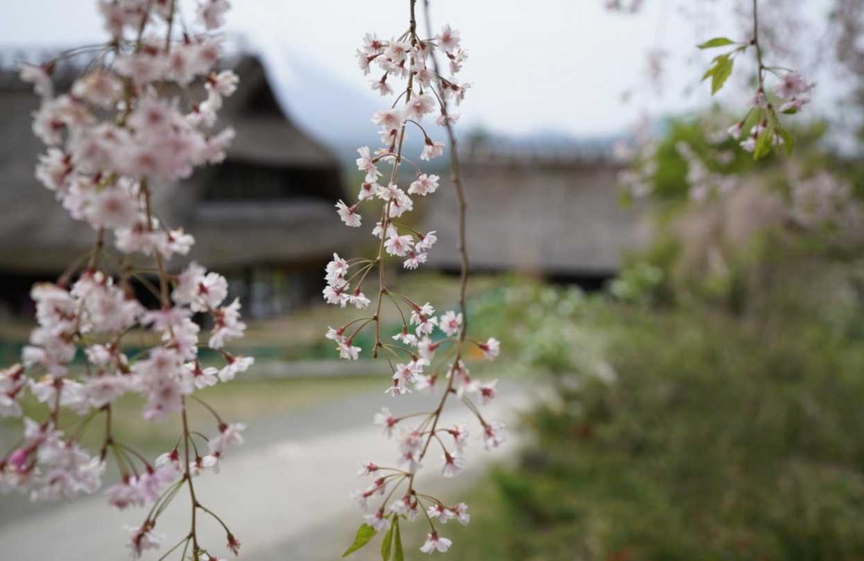 A perfect balance of resolution and bokeh