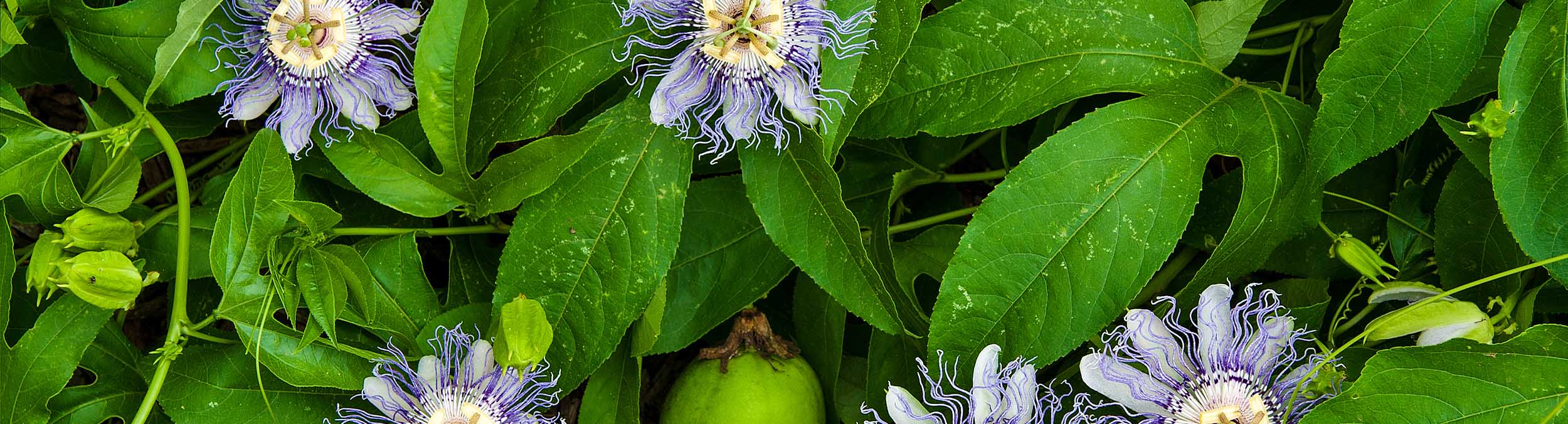 field of passionflowers