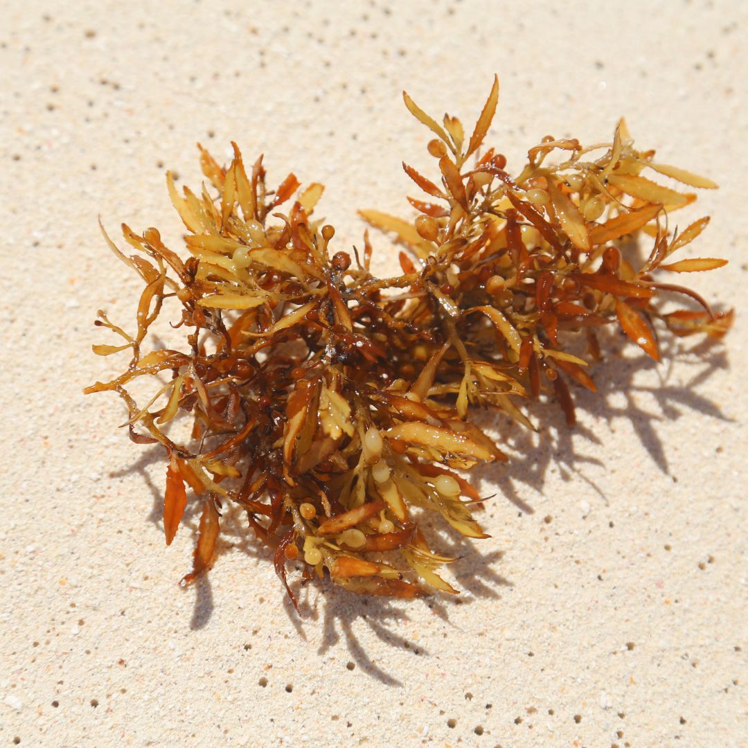 Seaweed Extract