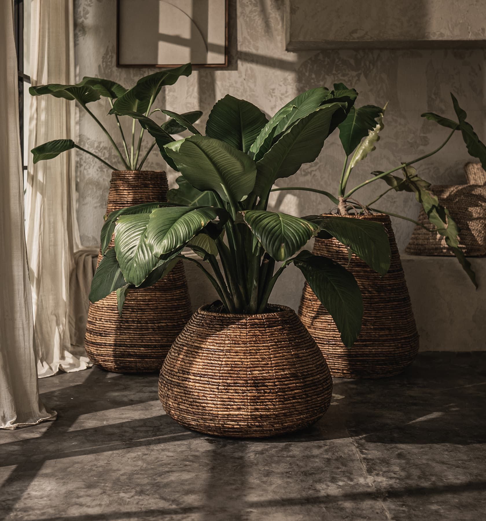 dBodhi Java Planter