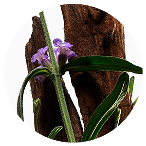 Body Balm Hinoki & Lavanda (5 oz.)