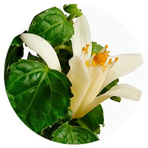 Body Balm Hinoki & Lavanda (5 oz.)