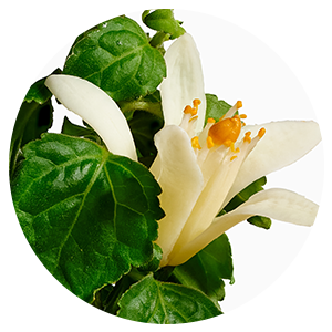Hand & Body Balm Set Neroli & Patchouli