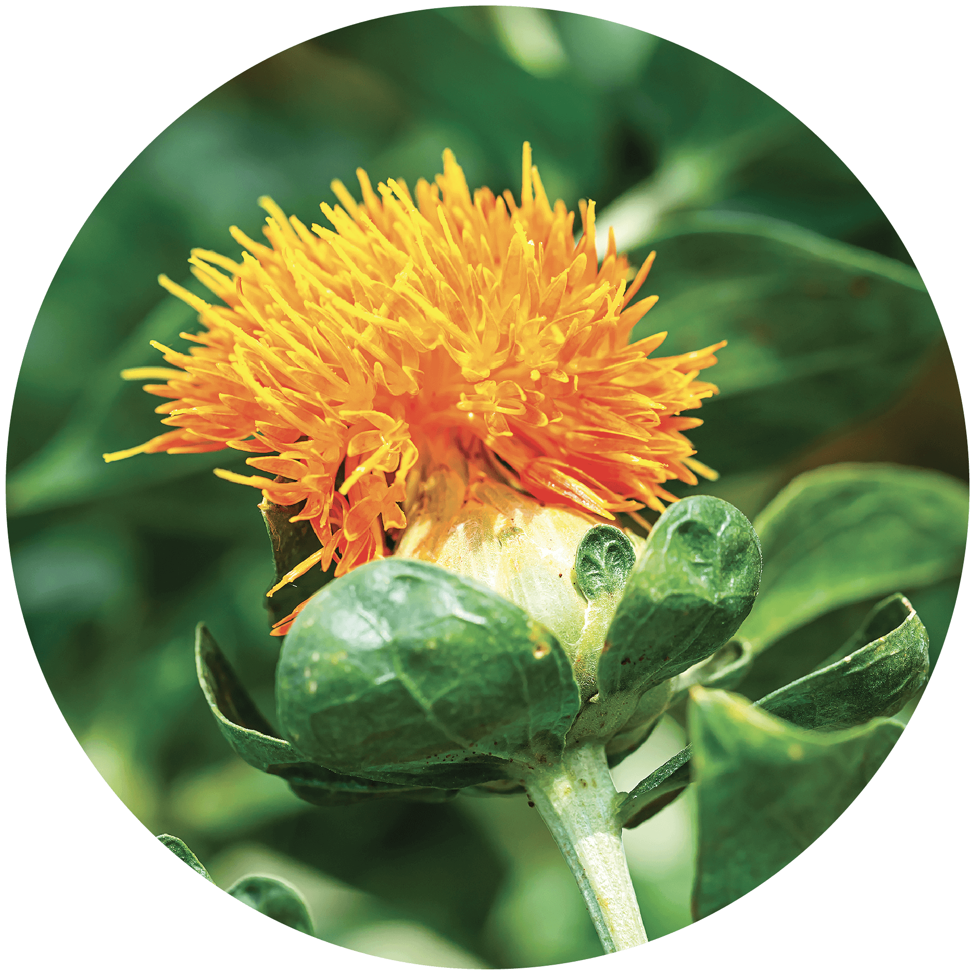 Safflower Oleosomes