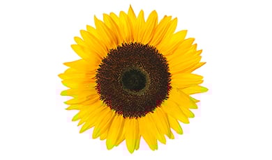 Organic Sunflower Oil