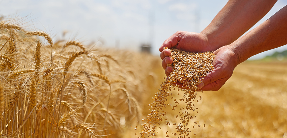 Hands hold a pile of wheat seeds, demonstrating the wheat seed extract used in this product.