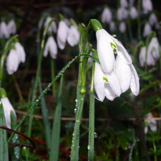 Snowdrop formula. Stunning Snowdrop formula supports on a powerful ...