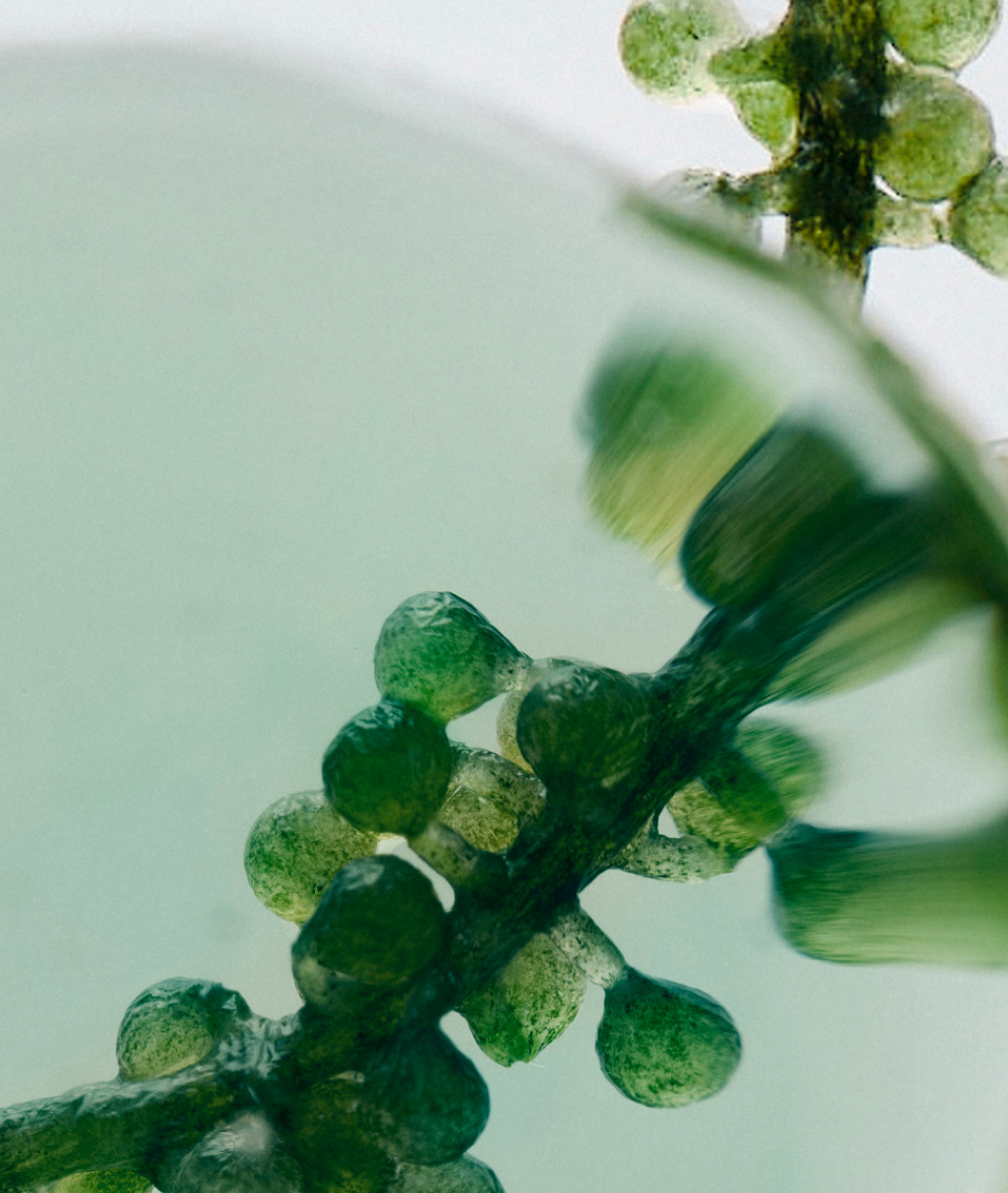 Spanish Microalgae
