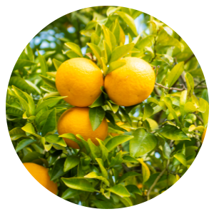 Vitamin C Shower Filter Clean Ocean