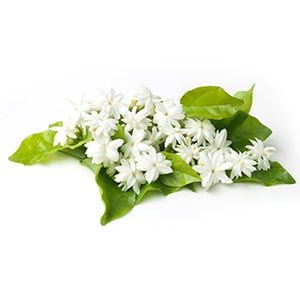 Pedi Moments Jasmine Soothe