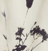 Printed Swim Short - Marseille Dried Floral