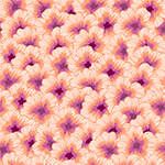 Hibiscus Peach