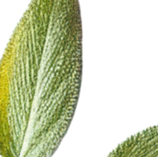 sage