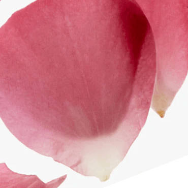 6x aroma pods