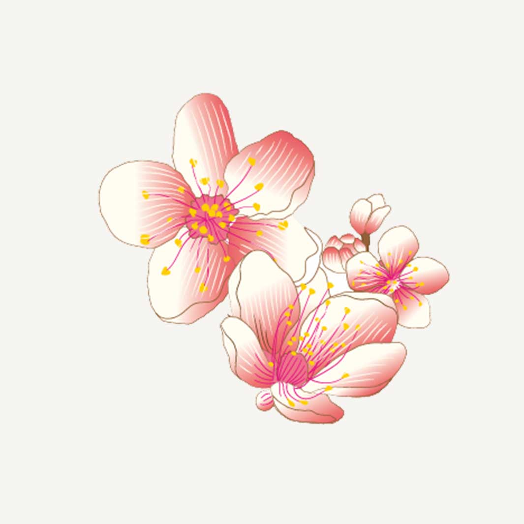 Arôme naturel de fleur de cerisier Sakura - Essences & Arômes - Nis