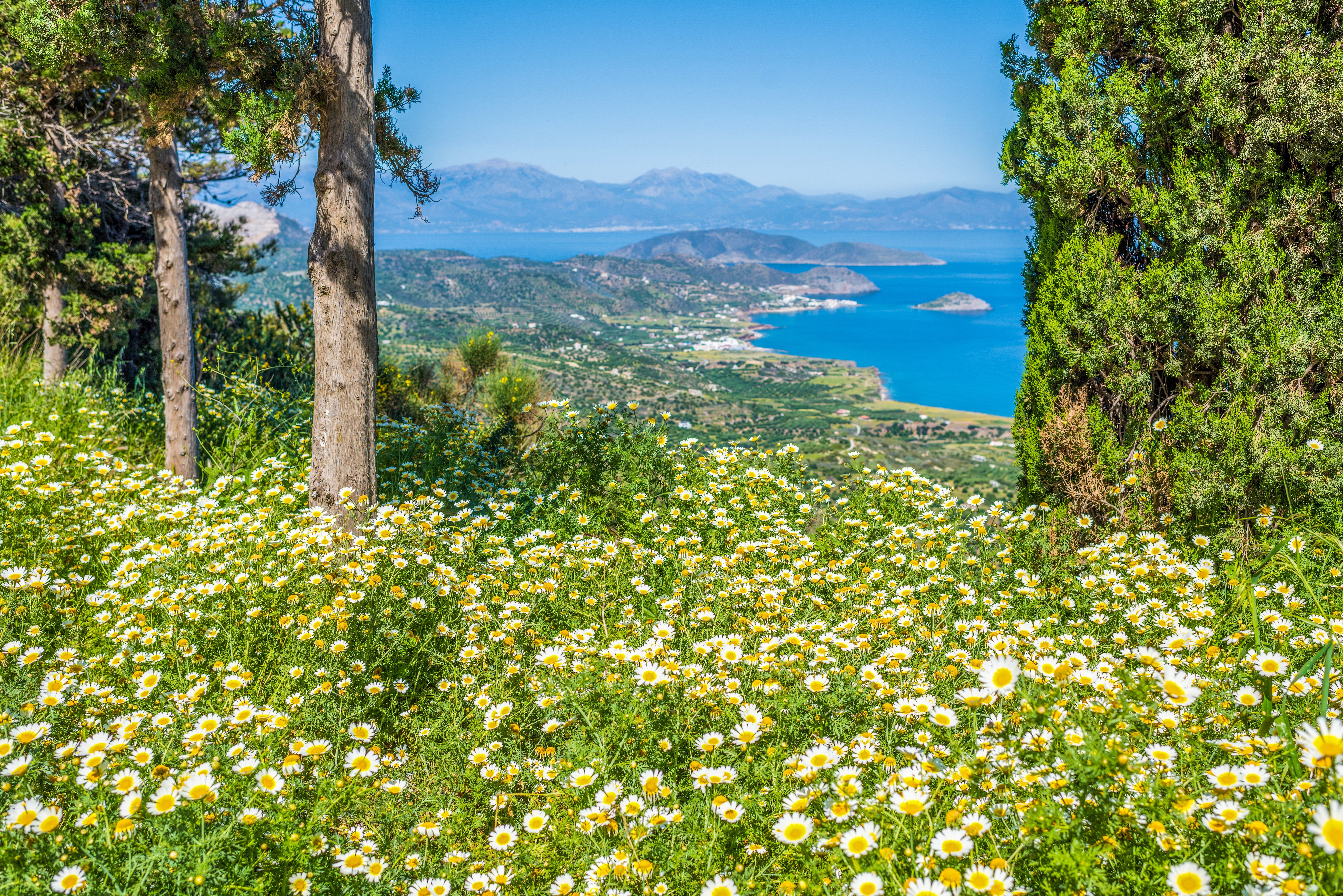 Cretan Mint