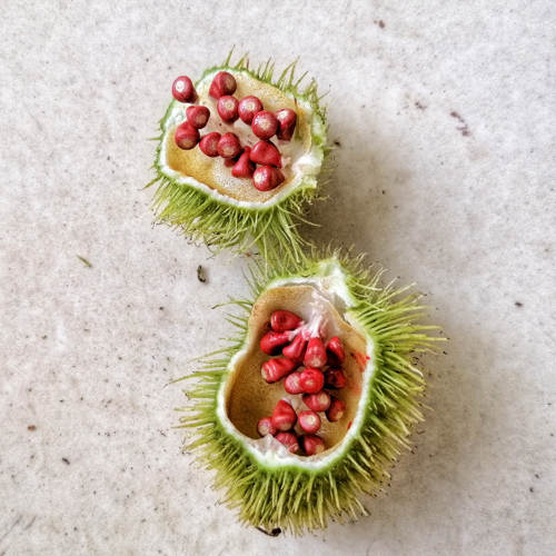Annatto Seed